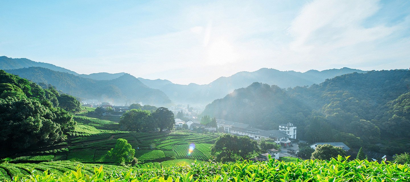 Green tea plantation and Baisifu botanical manufacturing base in misty mountains